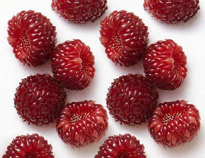 Berryflux Vita