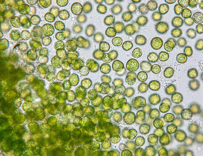 Chlorella Ferment